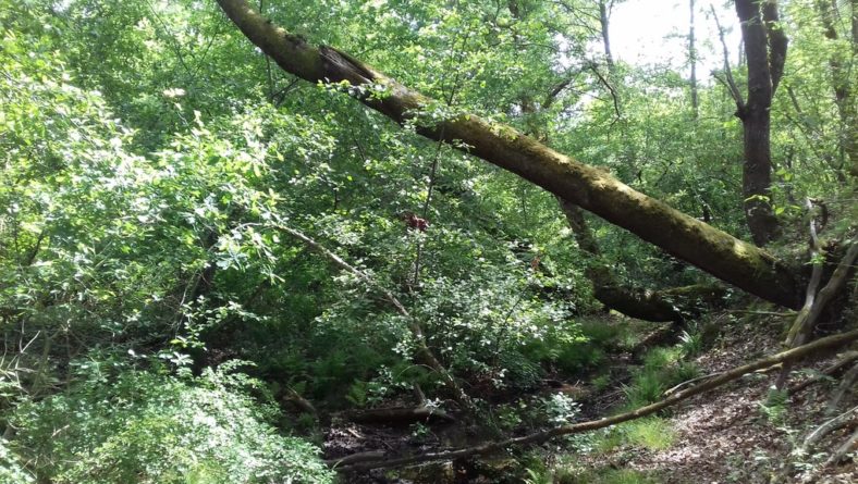 Paysage de la forêt sauvage des landes