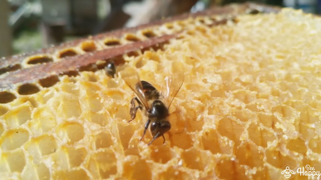Abeille noire des Landes