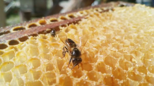 Abeille noire des Landes