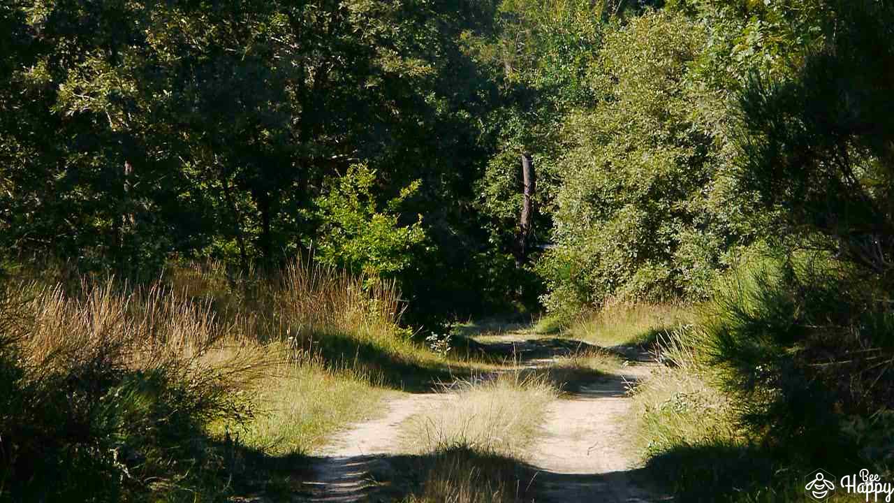 chemin de forêt