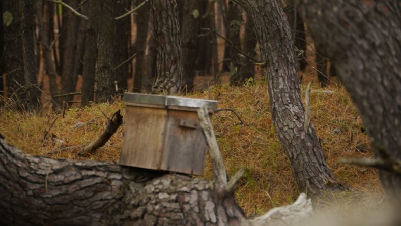 Stage Apiculture Nature
