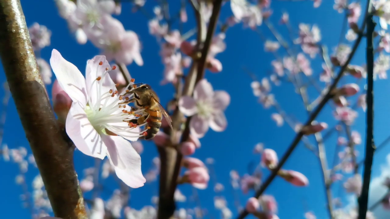 Le ballet des abeilles