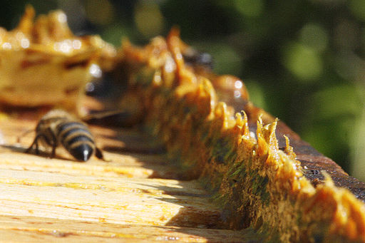 La Propolis : Le Bouclier Naturel de la Ruche, un Trésor pour Notre Bien-être