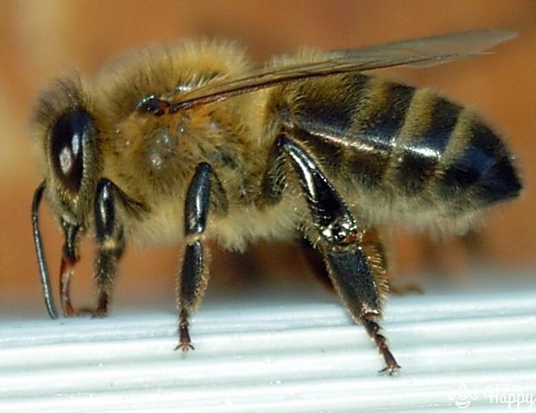 Anatomie d’une abeille