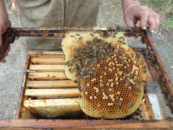 Pain de cire – Image 3