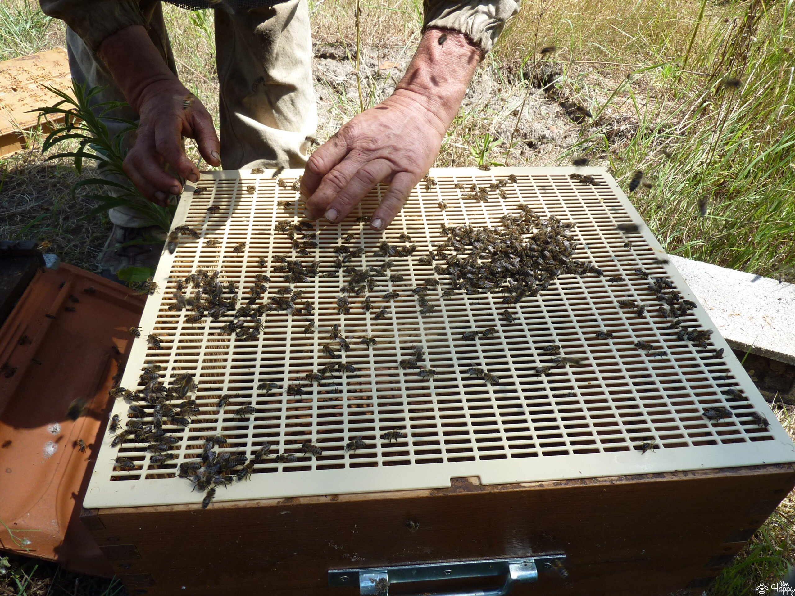 Rendez-vous aux abeilles