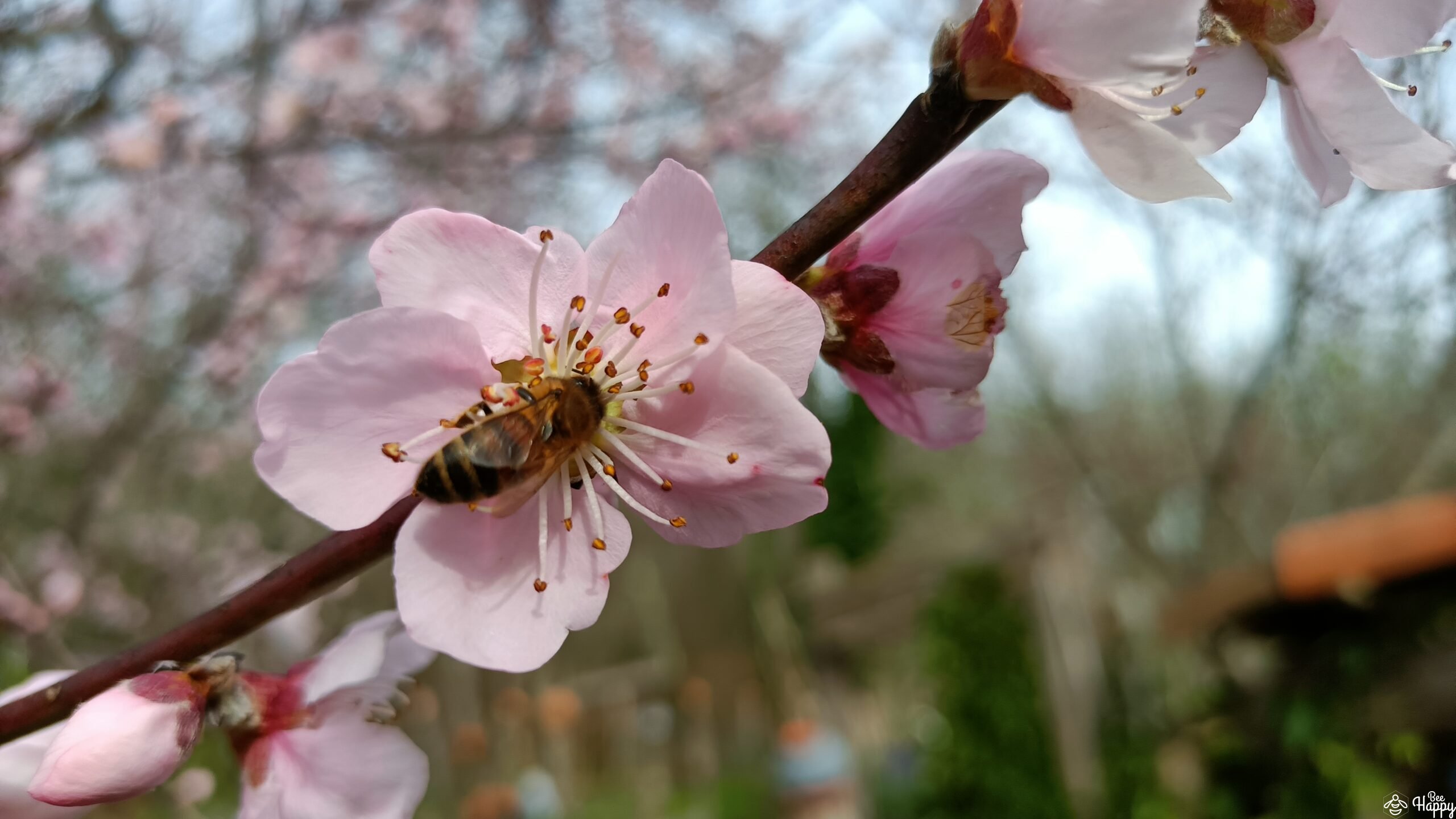 Les abeilles en chiffre