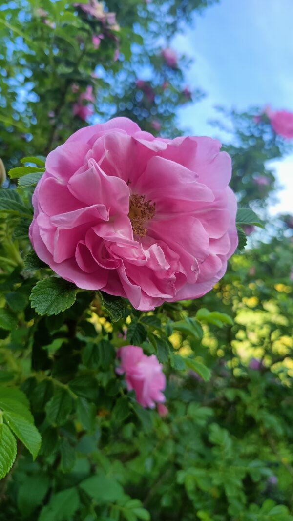 Pétales de rose & Miel – Image 2