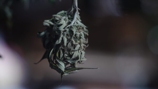 Miel & CBD – Image 3